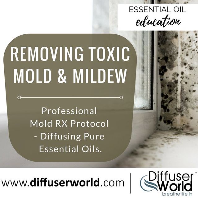 A Natural Solution for Removing Toxic Mold